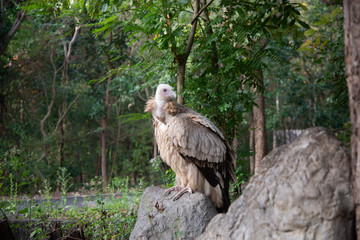 vulture