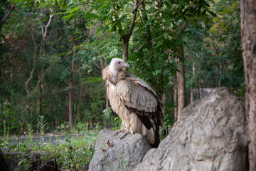 vulture
