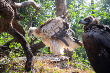 vulture