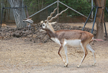 Blackbuck deer pee (Antilope cervicapra) 