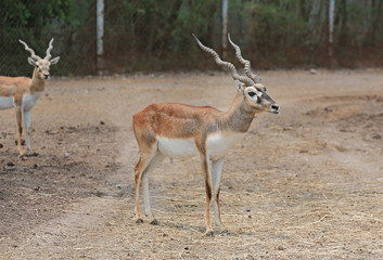 Naklejka na ściany i meble Blackbuck deer (Antilope cervicapra) in zoo. 