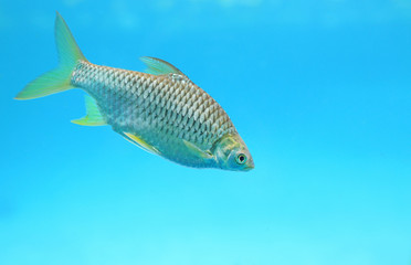 Silver barb swimming in water - fish in aquarium.