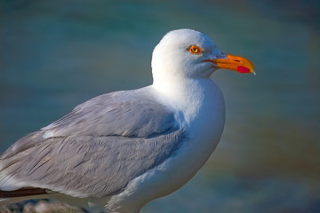 France, Brittany : seagull portrait