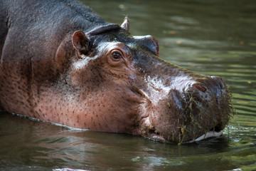 Hippopotamus