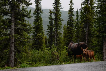 Photo sur Plexiglas Denali Moose family in Denali