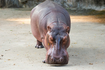 Hippopotamus