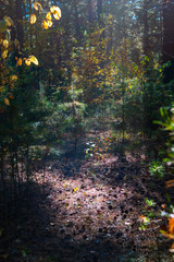 Sunny Clearing in the Mystical Fantasy Forest on an Autumn Day with Bright Leaves and Pine Trees Shadows. Warm Sun Glow.