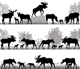 Silhouettes of mooses also named elks and its cubs outdoors