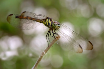 Dragonflies stick to the ends of branches. With white bokeh as background.soft focus.