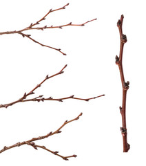 set part of dry branch of apricot tree on white background
