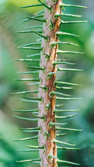 Araucaria heterophylla, it is sometimes called a star pine, Polynesian pine, triangle tree or living Christmas tree, due to its symmetrical shape as a sapling, although it is not a true pine.