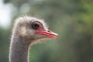 Ostrich