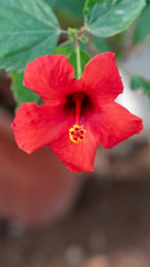 Macro shot of Hibiscus rosa-sinensis, adelphous is very special.