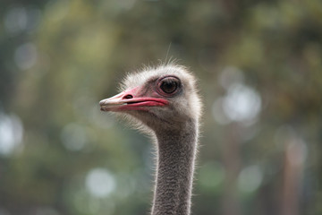 Ostrich