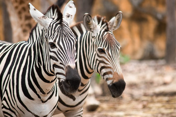 Naklejka premium Zebra