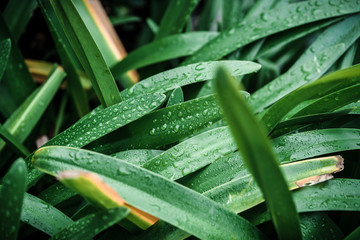 Leaves with Water Drops (Close up)