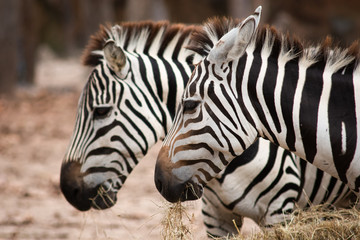 Naklejka premium Zebra