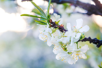 Flowers of Cherry plum or Myrobalan Prunus cerasifera blooming in the spring on the branches.
