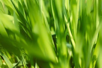 Fresh green grass with water droplet in sunshine