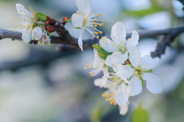 Flowers of Cherry plum or Myrobalan Prunus cerasifera blooming in the spring on the branches.