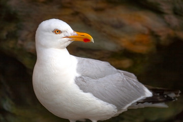 France, Brittany, Belle Île island : seagull