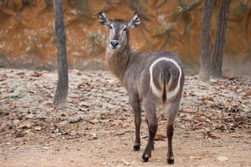 Waterbuck