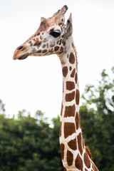 A giraffe