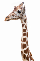 A giraffe