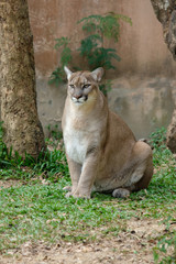 Cougar or Puma