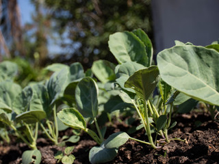 chinese kale fresh vegetable oganic in fram 