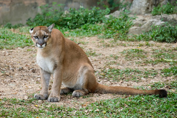 Cougar or Puma