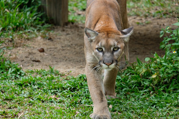 Cougar or Puma