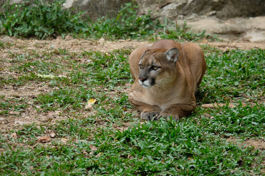 Cougar or Puma