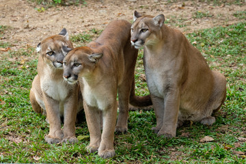 Cougar or Puma