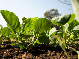 chinese kale fresh vegetable oganic in fram 