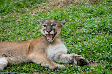 Cougar or Puma