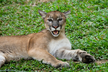 Cougar or Puma