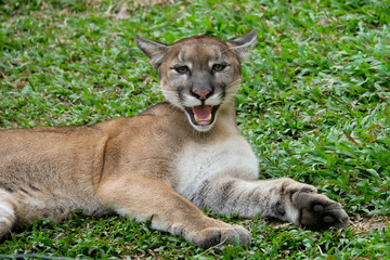 Fototapeta na wymiar Cougar or Puma