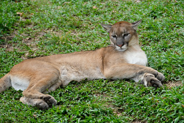 Naklejka premium Cougar or Puma