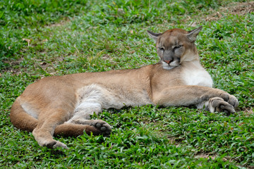 Cougar or Puma