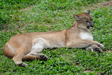 Cougar or Puma