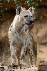 spotted hyena