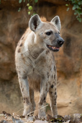 spotted hyena
