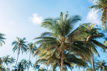 Fototapeta na wymiar Palm tree at sky.