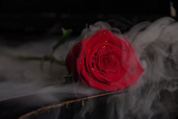 red rose on black piano