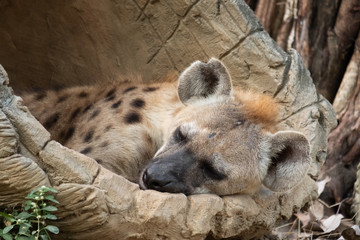 spotted hyena