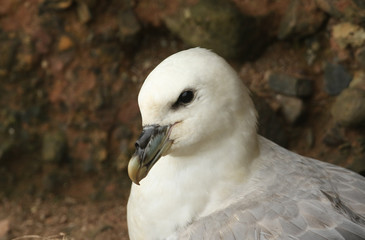 A head shot of a Fulmar seabird (Fulmarus glacialis) sitting on the side of a cliff on Orkney, Scotland.