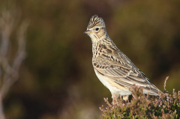 A Skylark (Alauda arvensis) perched on a heather bush .