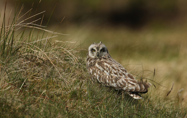 A stunning Short-eared Owl (Asio flammeus) perched on heather in the Orkney Island, Scotland.	