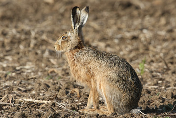 A stunning wild Brown Hare (Lepus europaeus) sitting in a field .	